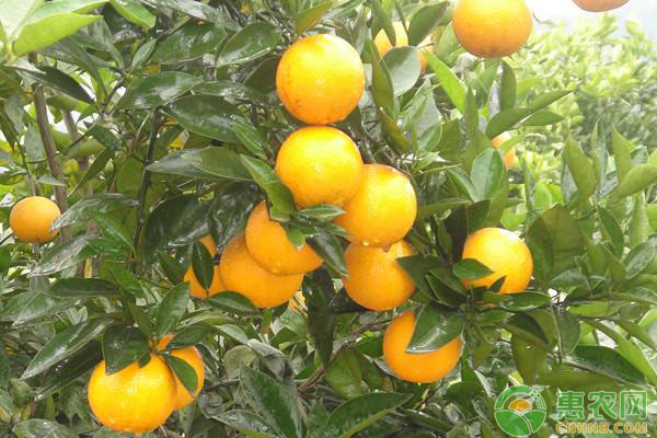 2020年橙子价格多少钱一斤？橙子有哪些功效和作用？