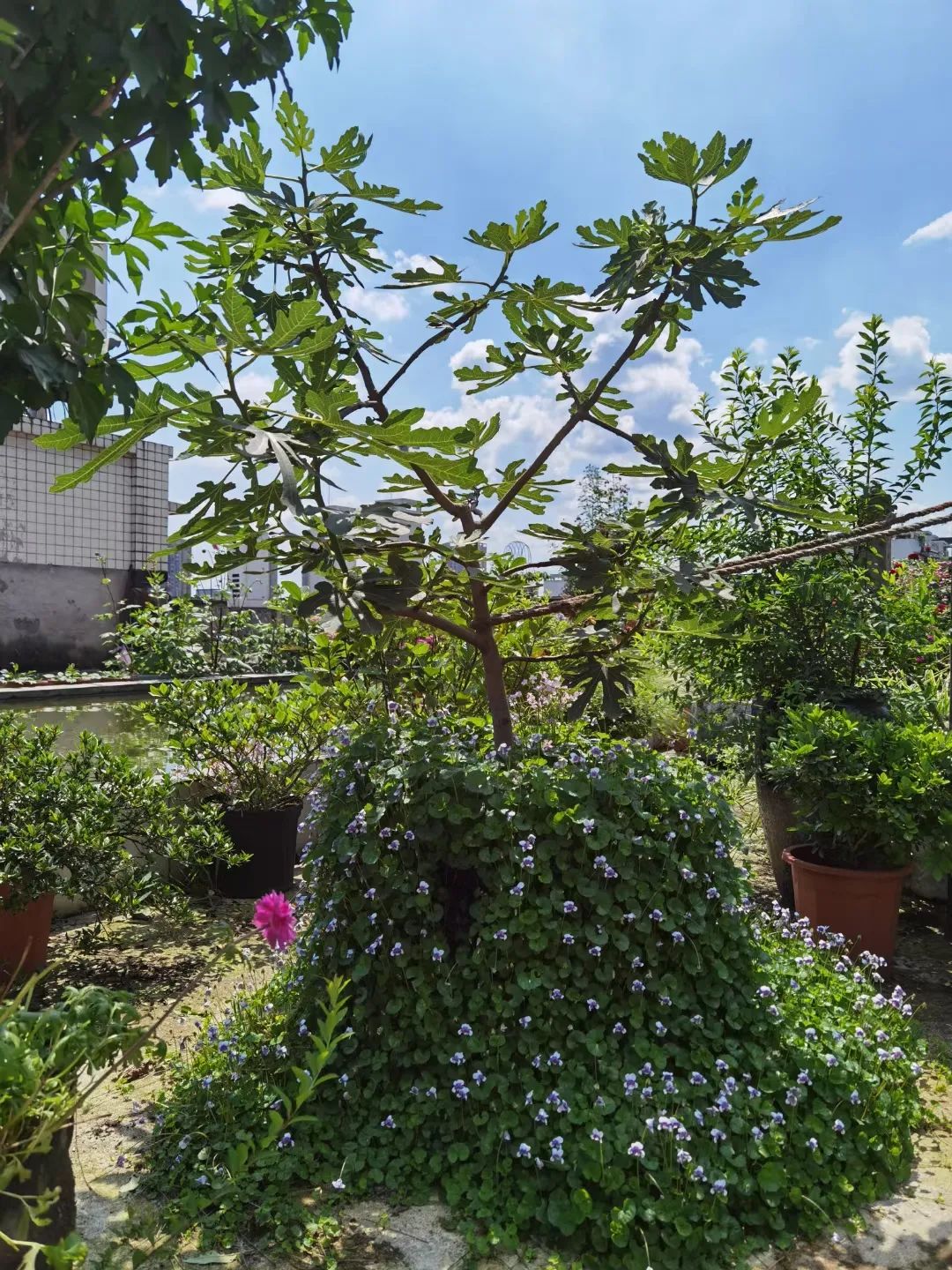 海妈花园访问｜想种花没地方？重庆小学老师在学校楼顶造了座花园