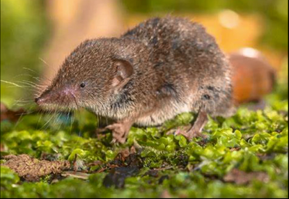 鼩鼱,最小哺乳动物之一,一个常被误解为老鼠的小家伙.