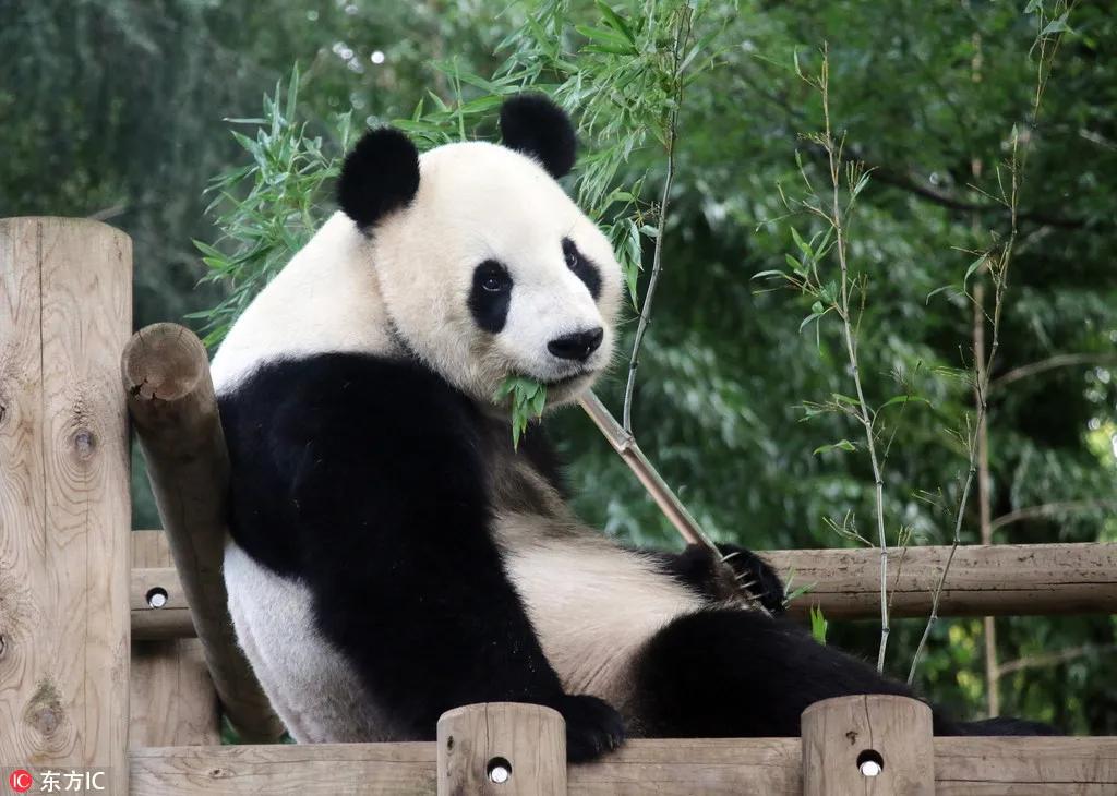 天涯诗吧，带你见证熊猫的高光时刻