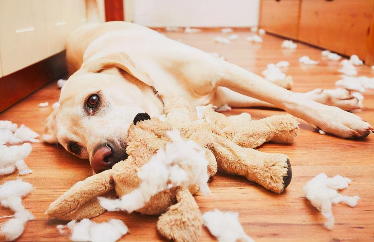 拉布拉多犬怎么训练比较好？这几招可以帮到你