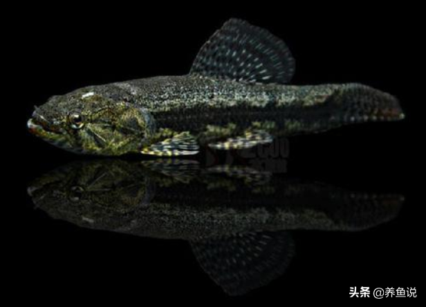 花鸟鱼虫水族市场探秘：为什么同个品种的观赏鱼，价格差别巨大