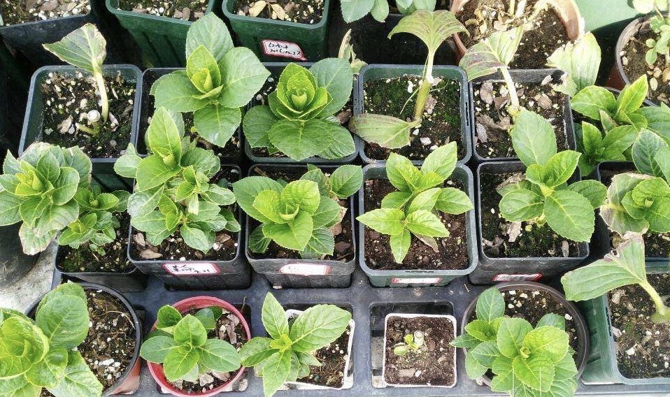 扦插绣球花，懂得3个要领，想要多少有多少，去年扦插今年开花