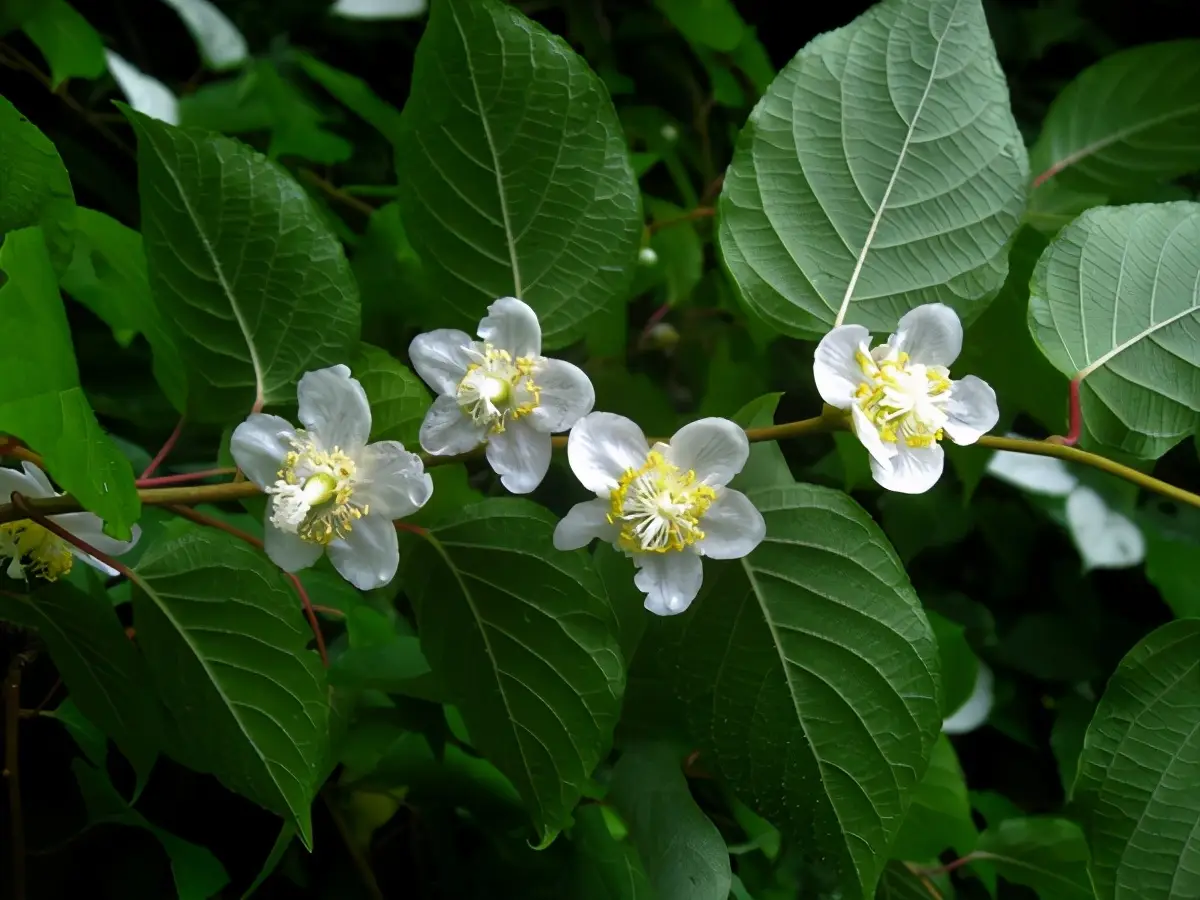 猫薄荷是什么植物（猫薄荷对猫有什么作用）