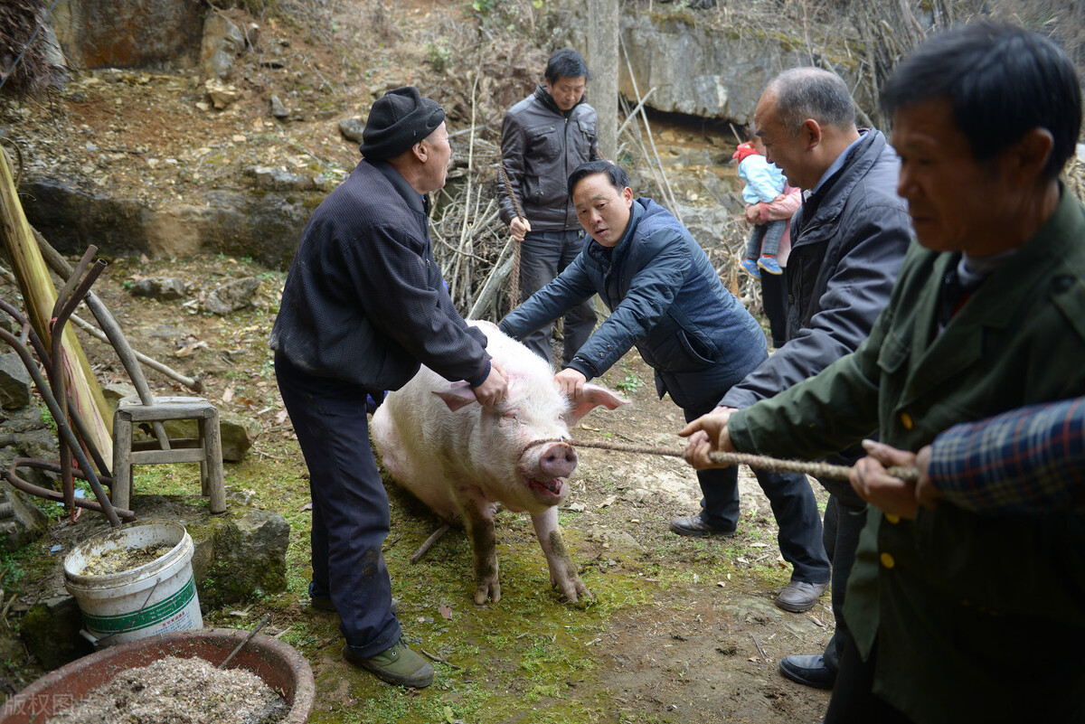 岳阳肖尧为什么打不了cba(非洲猪瘟为什么死灰复燃，总也停不下来？现在哪里发病比较多？)