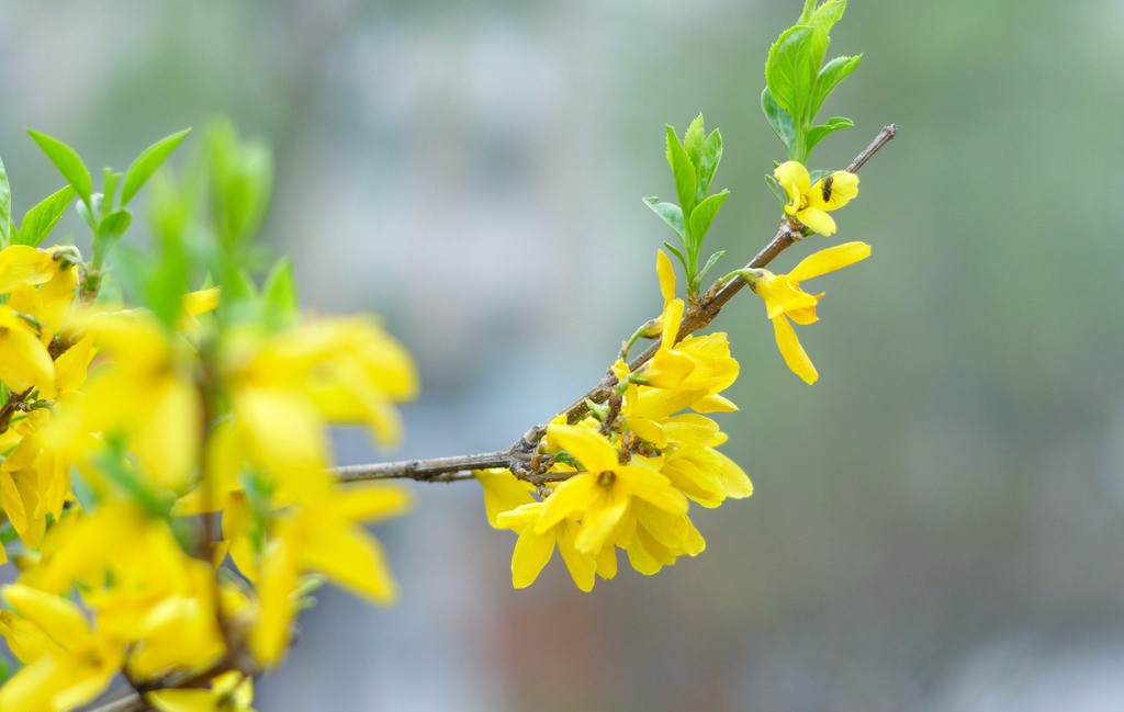 迎春花的颜色（家养迎春花注意事项及好处分享）