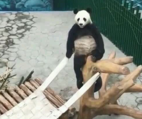 网友吐槽熊猫像EVA的明日香，之前还被吐槽像JOJO