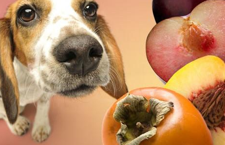 狗能吃香瓜吗（养狗须知那些狗狗的水果清单）