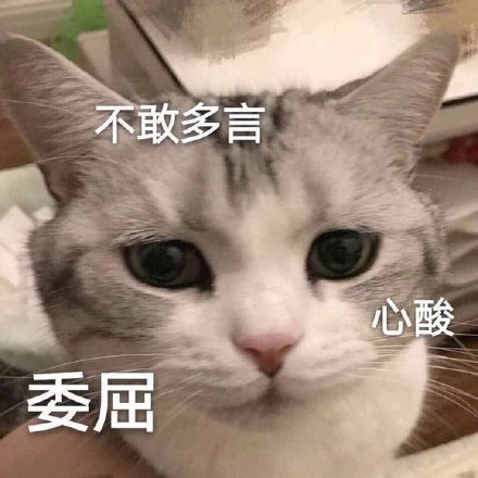 猫咪委屈表情包合集