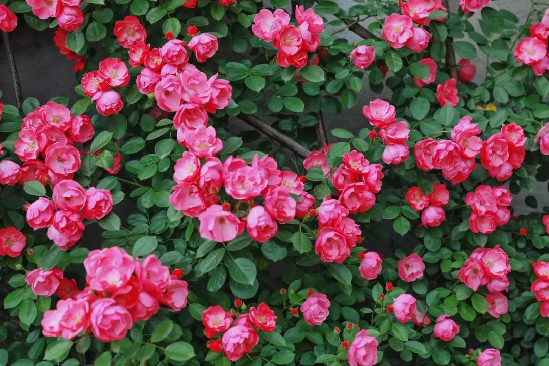 海妈花园访问｜想种花没地方？重庆小学老师在学校楼顶造了座花园