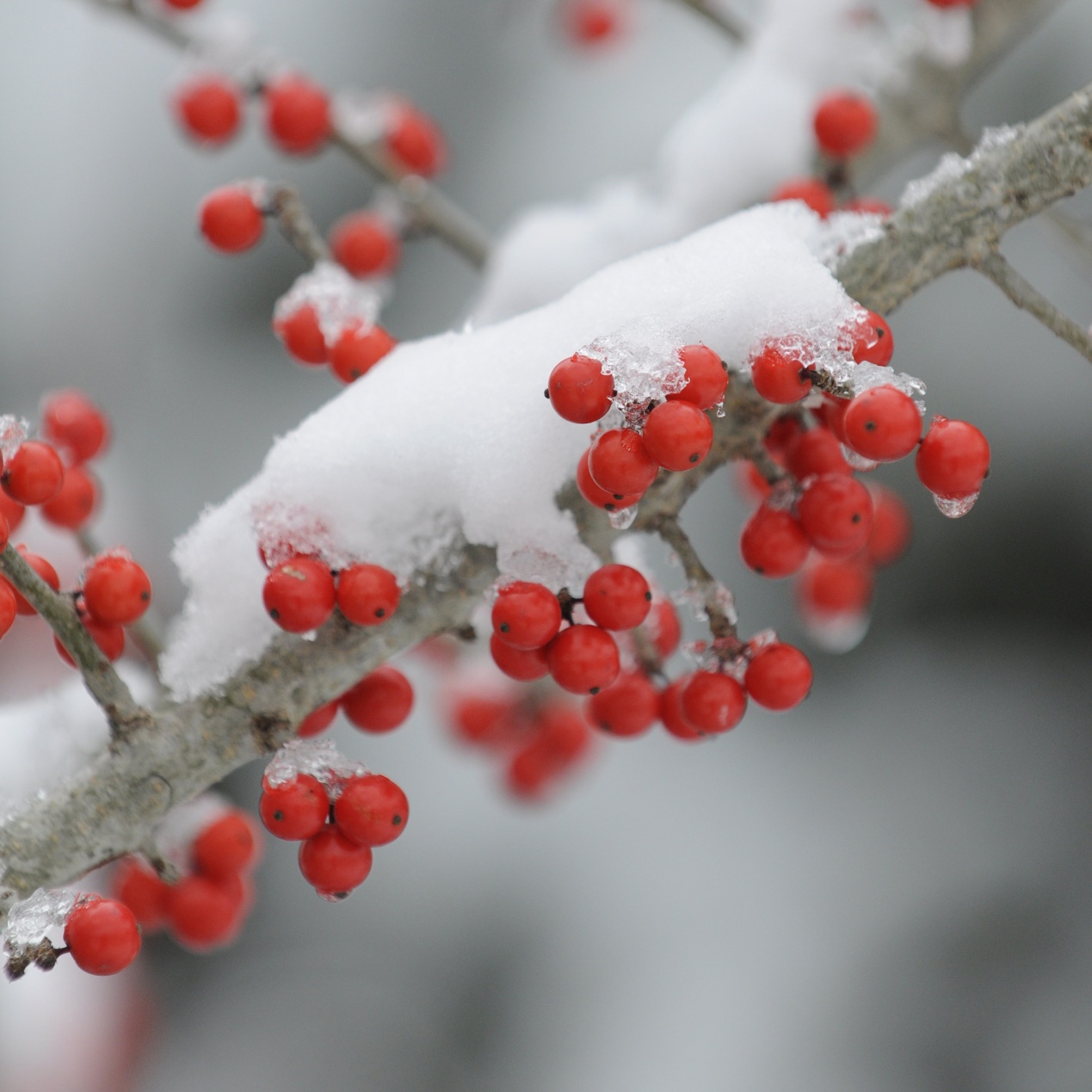中药：忍的冬日一树红——金银木，近亲——忍冬藤和金银花