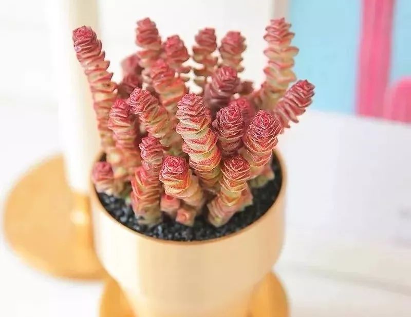 4种"招财花",家里摆1盆,日子越过越红火(属羊女招财花) | 布达拉宫