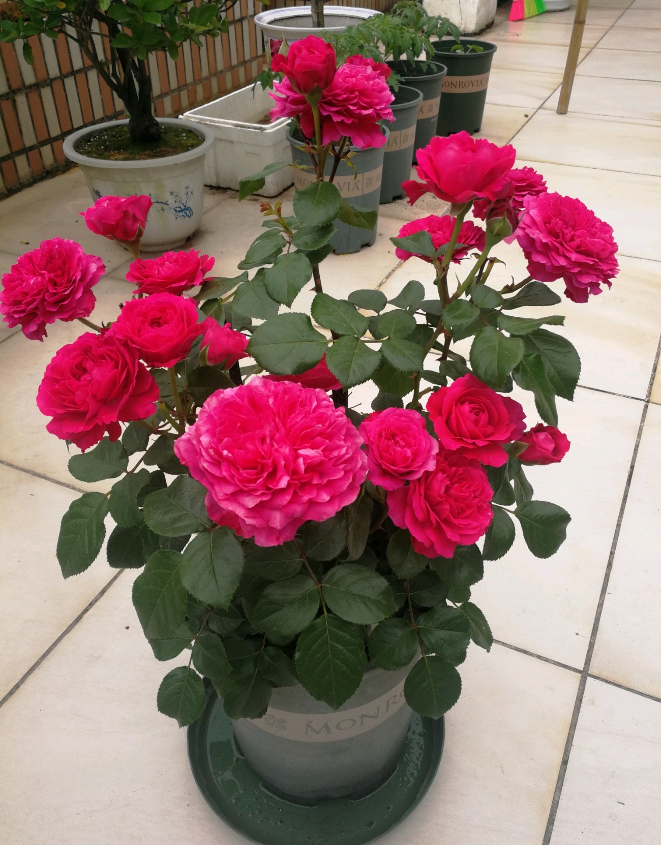 红色达芬奇—阳台也能养的月季，喜庆大红色，丰花勤花，值得拥有