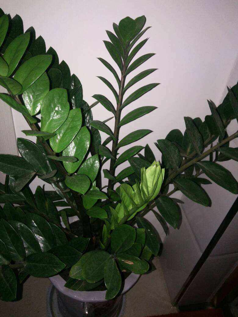 钱串子的养殖方法(4个口诀养护好钱串子)