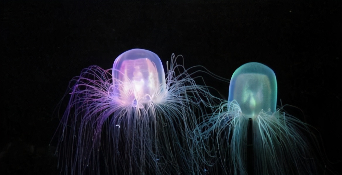 澳洲方水母(世界十大毒王之首"澳洲方水母")