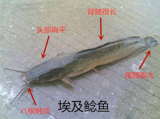 鮰鱼和鲶鱼的区别图片(辟谣) - 赤虎壹号
