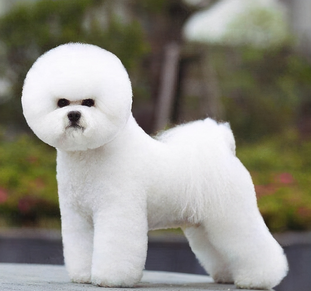 寿命:12~15年会无时无刻都想要陪在主人身边,舔你,扑向你怀里,比熊犬