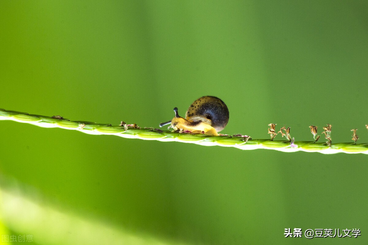 散文：我像只蜗牛一样走在路上
