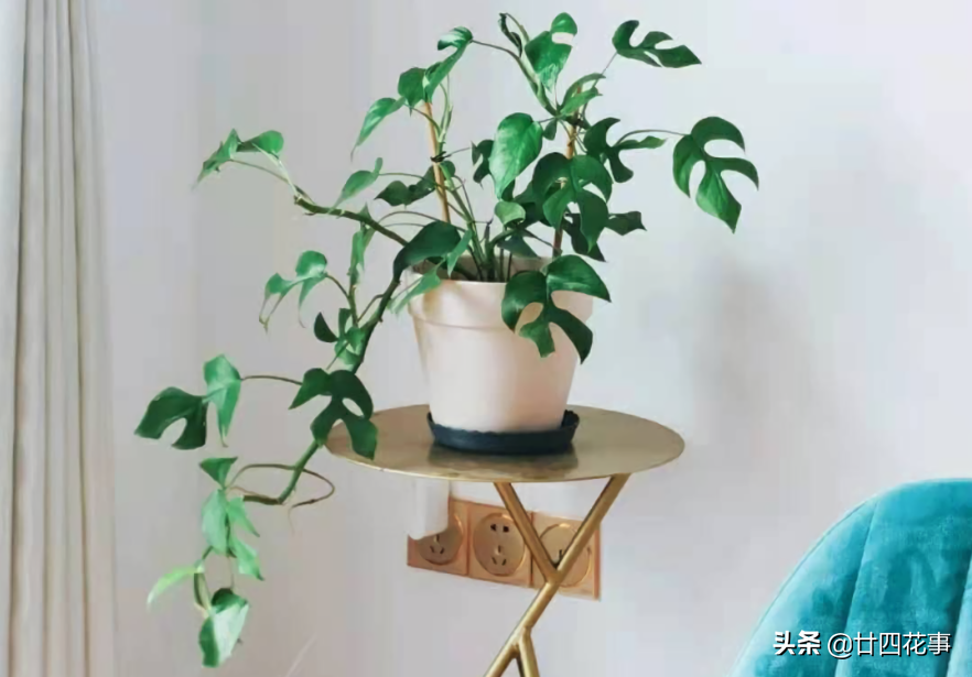 10种绿植“小而美”，适合室内，耐阴好养，颜值高有格调