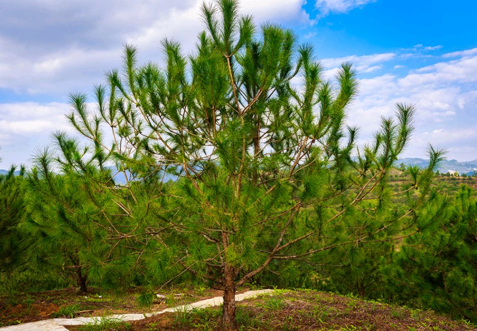 绿化树品种大全(100种绿化带或路边常见的花草树木)