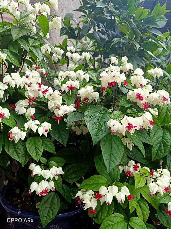 想要龙吐珠长得旺,就得浇够了水才行.