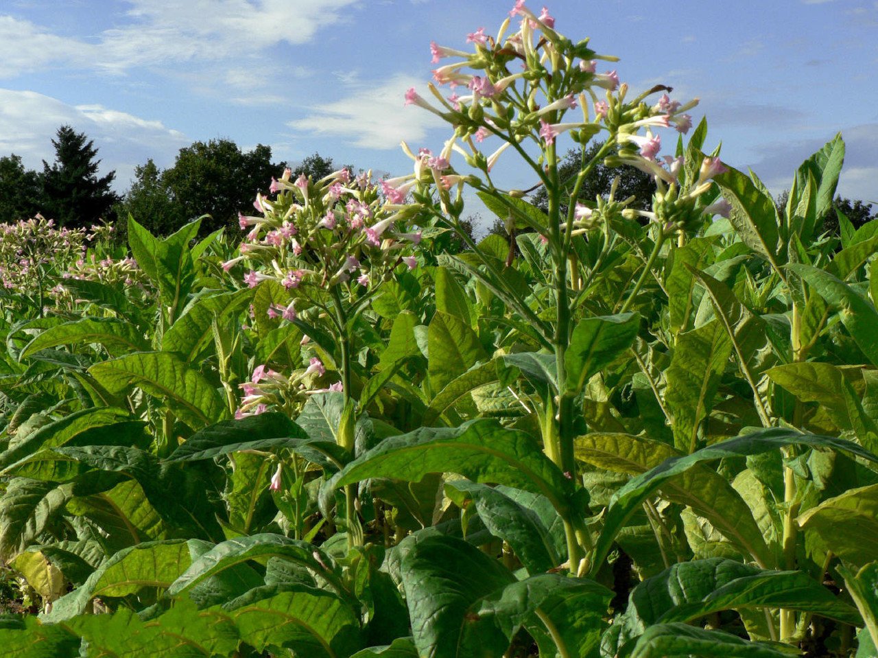 67万,研究生挤破头去应聘,网友:后悔读书少