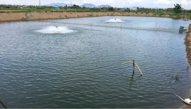 鱼虾养殖应该注意哪些事项塘口会有什么风险做好这三点