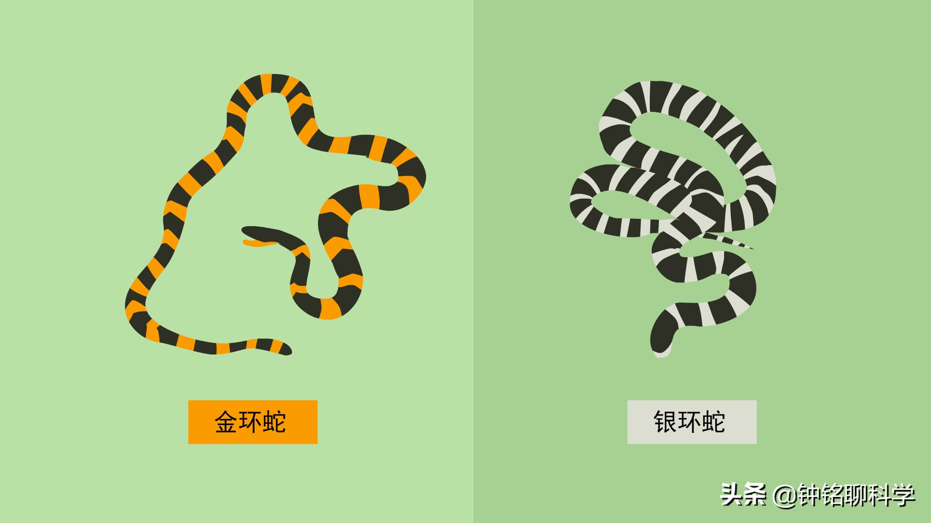 中国十大毒蛇排行榜：揭秘第一毒蛇的致命毒性与危险等级