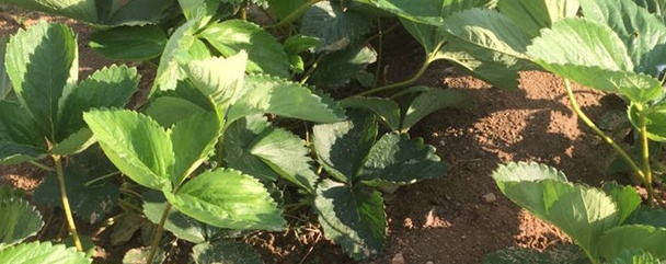 草莓种植方法与技巧详解