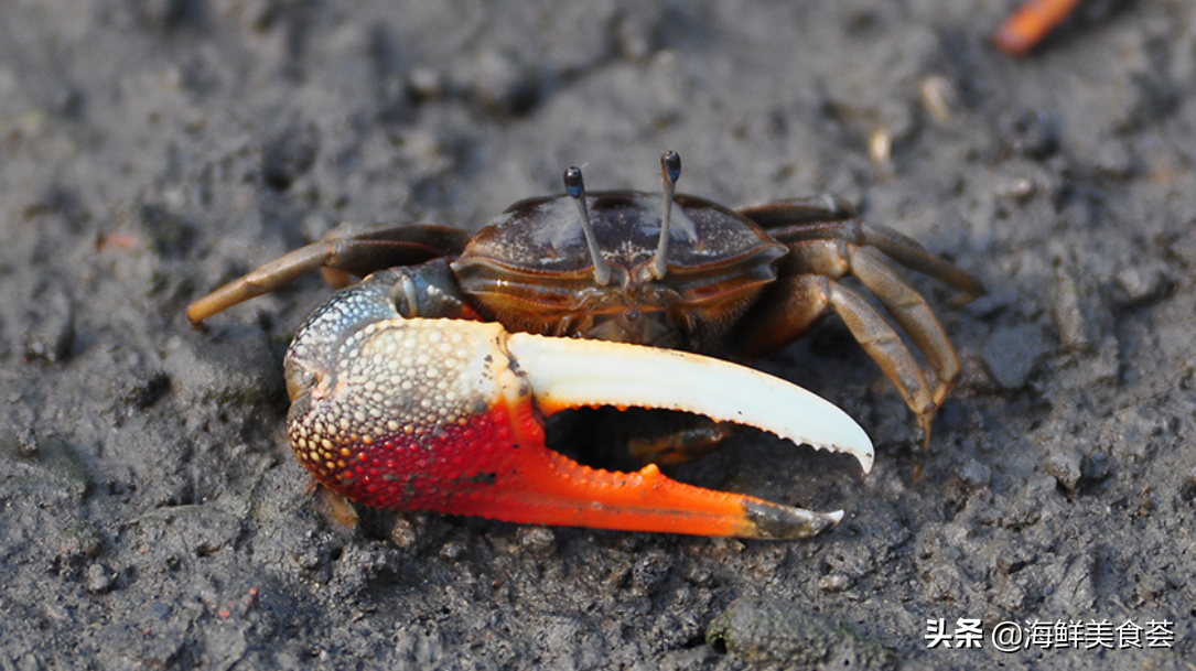屠氏招潮蟹,也叫凹指招潮蟹,背甲为黑色或有淡色斑,有些雌蟹与幼蟹的