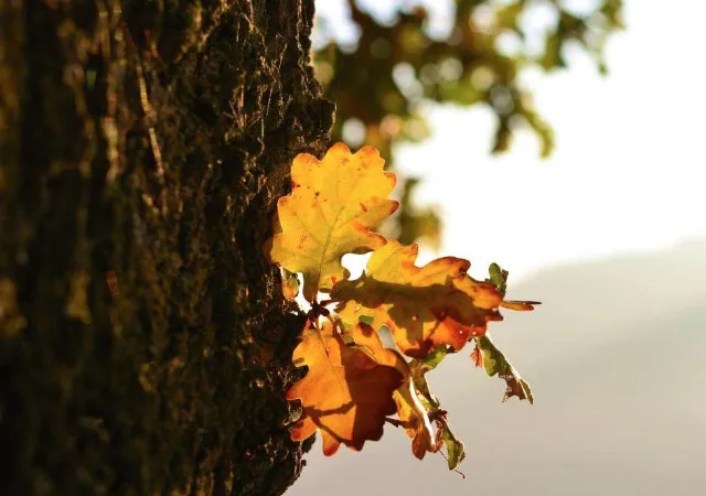 东山魁夷(日本):一片树叶,写出生命的孤寂和壮美