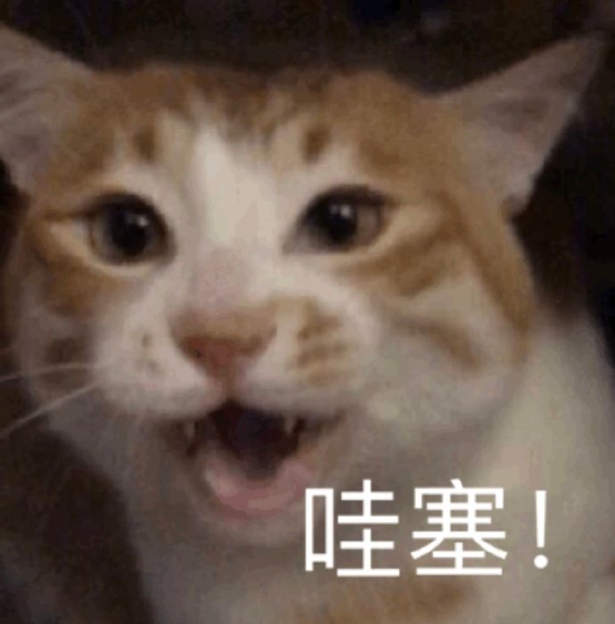 猫咪斗图表情包合集很生气不想说话，