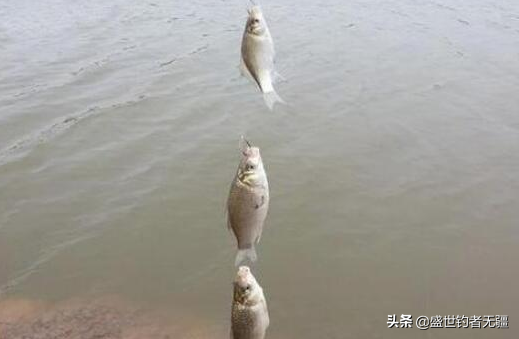 使用这种绑钩方法的串钩来钓鱼，简单快速，结实又耐用