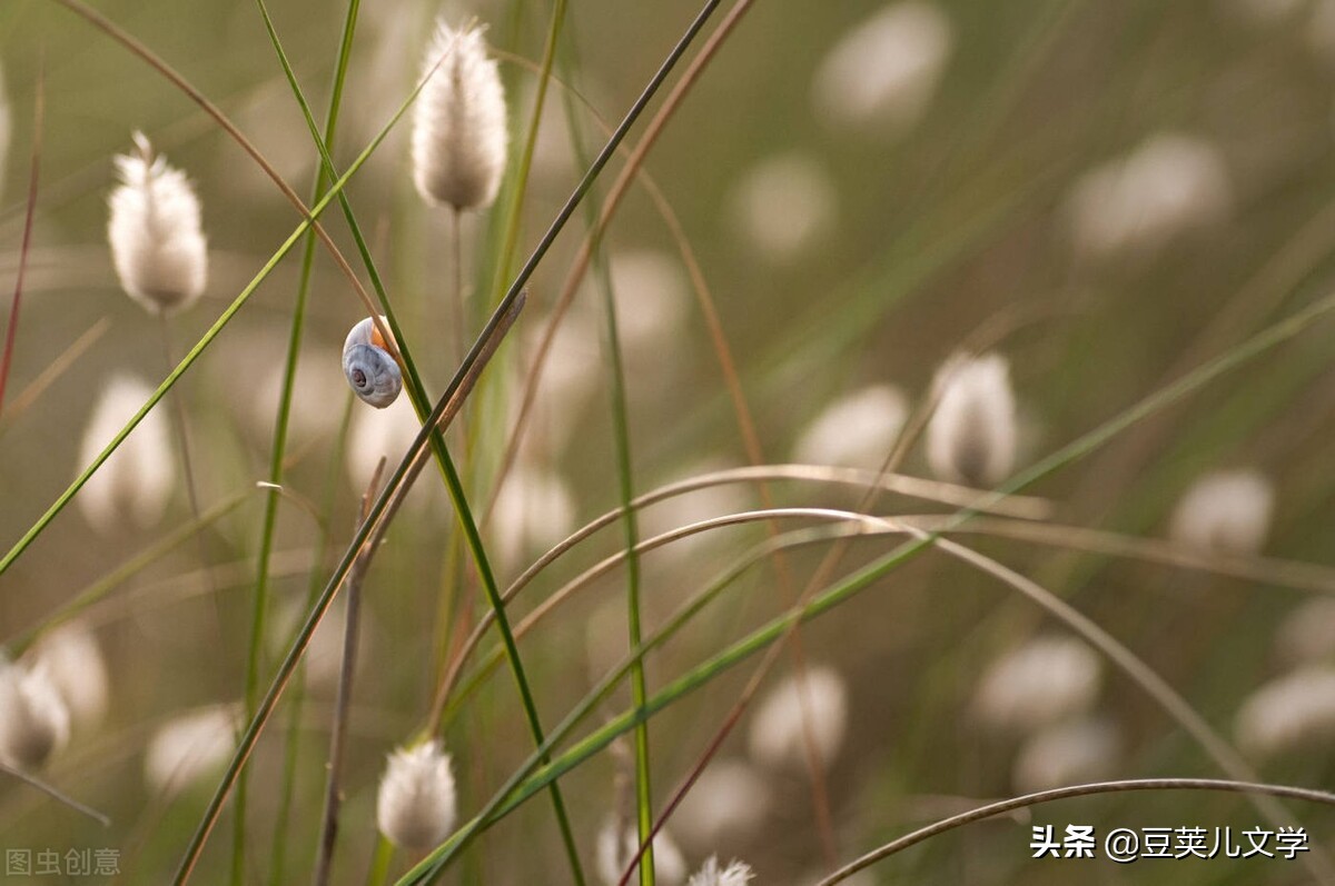 散文：我像只蜗牛一样走在路上