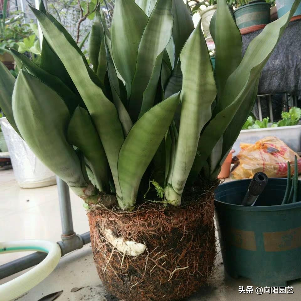 养虎皮兰，3个诀窍，根系挤爆盆，小崽子呼呼长，一年爆20棵
