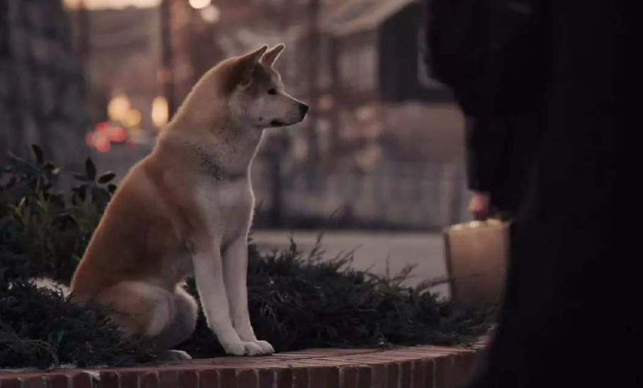 八公犬电影剧情「详细介绍」 _晶羽科技