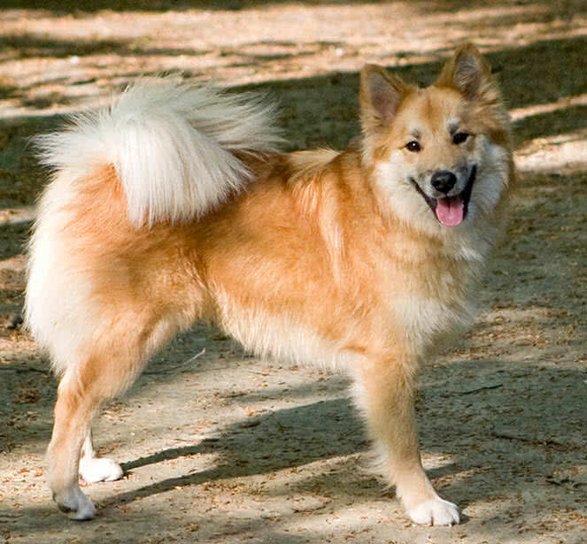 世界上十大美丽的狗品种，中国犬种上榜