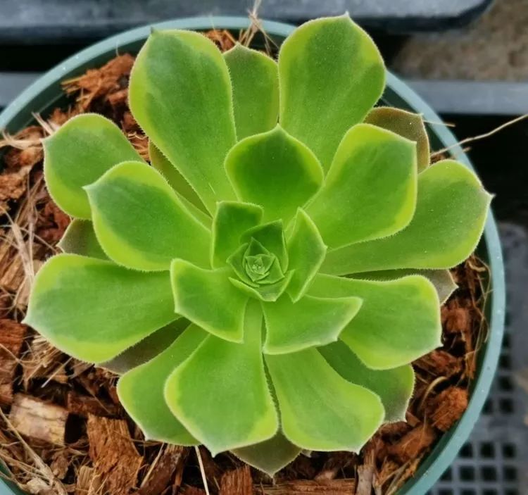 法师新品:青翠欲滴"檬"动我心,青檬法师育繁记