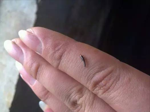 隐翅虫百科(隐翅虫百度百科)