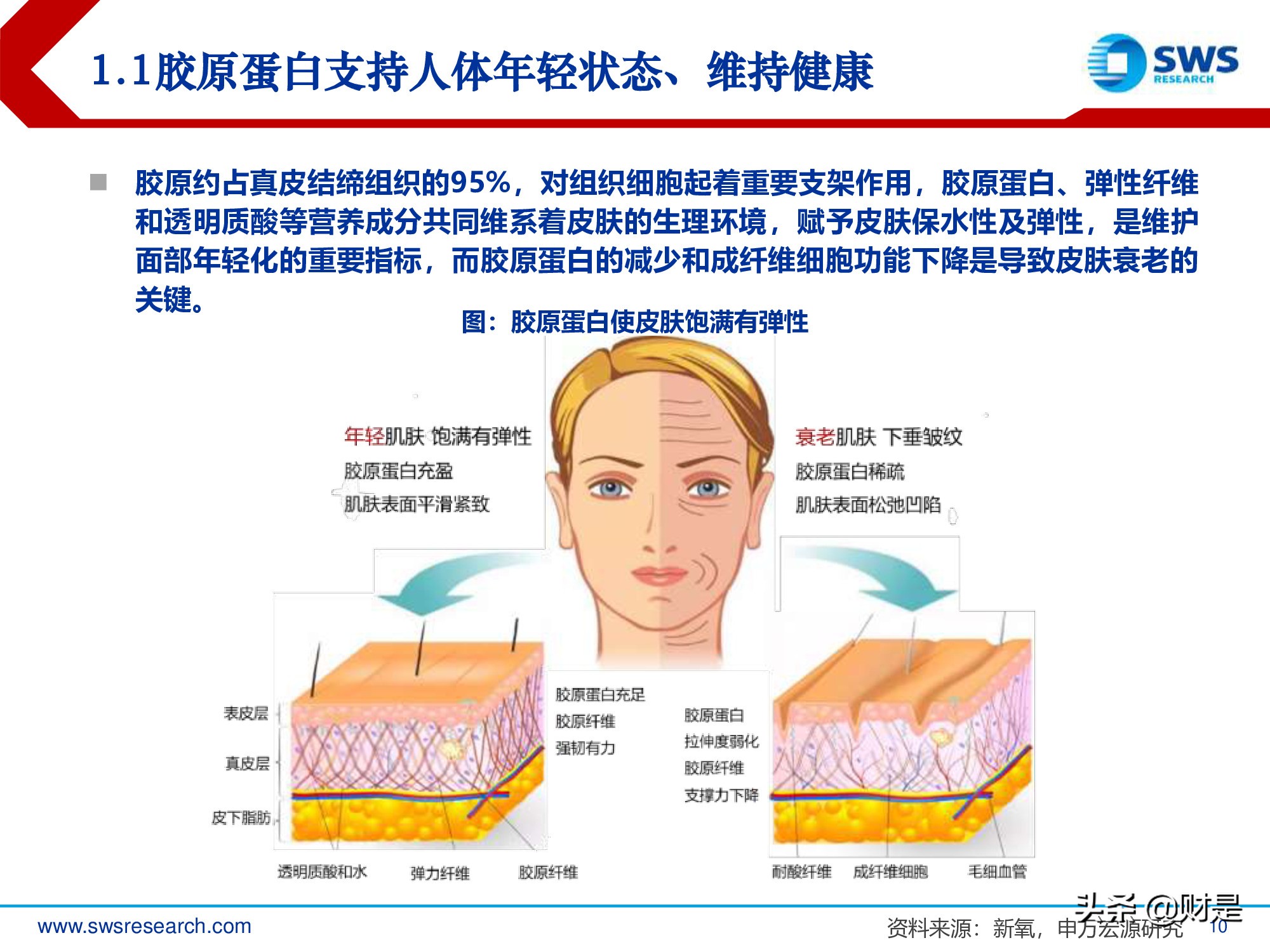 胶原蛋白行业深度研究报告：生物医药材料下一个风口