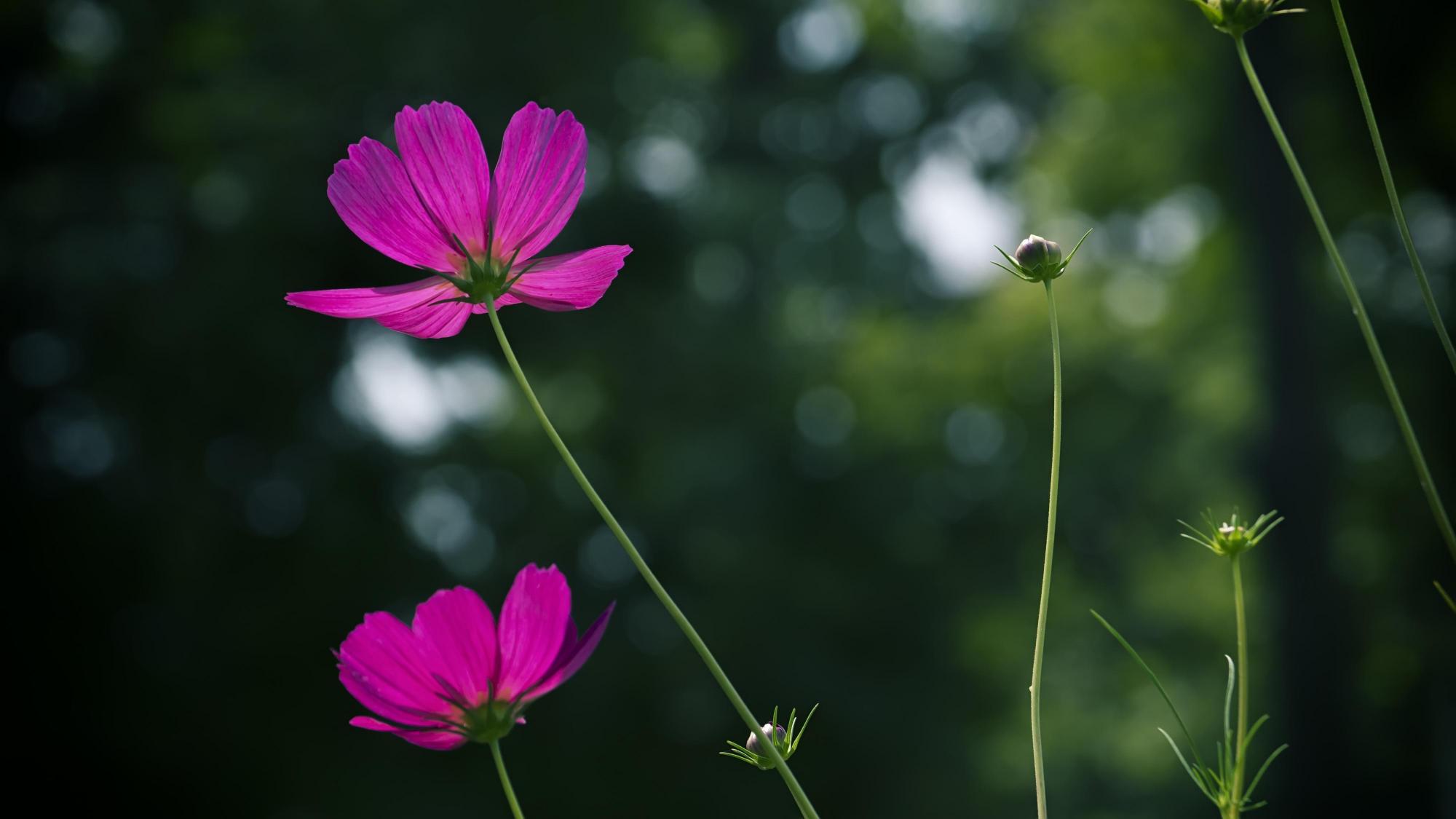 格桑花种子种植方法和时间（格桑花种植的注意事项和功效）