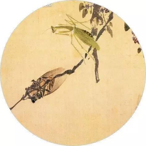夏至话蝉：所有的等待，不仅是刹那绽放，而是充满期待和生生不息