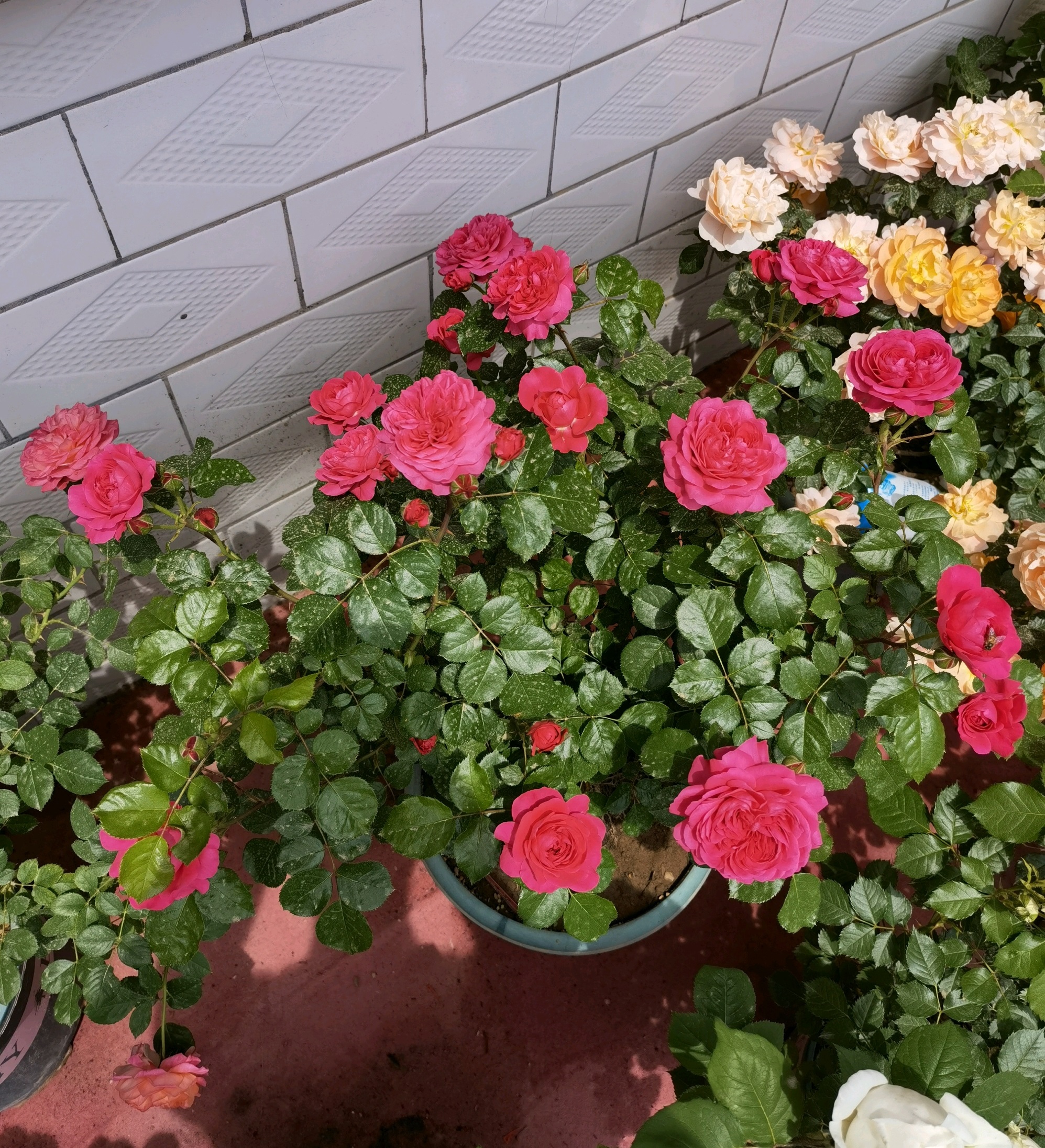 红色达芬奇—阳台也能养的月季，喜庆大红色，丰花勤花，值得拥有