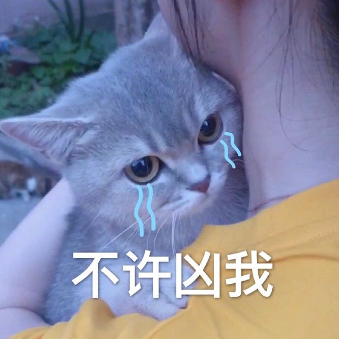 猫咪表情包｜今晚一起睡吗