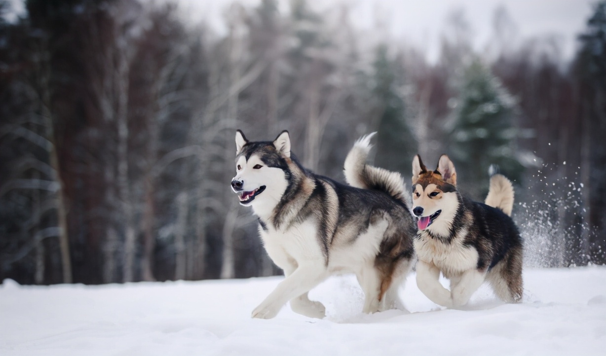 阿拉斯加雪橇犬为什么不好养