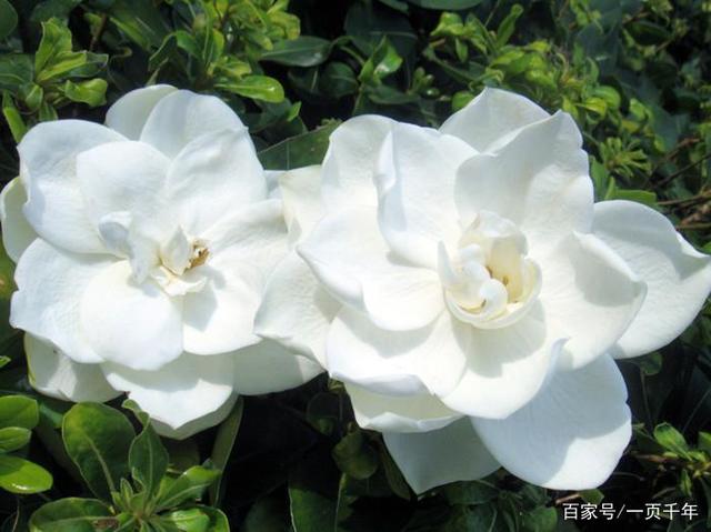 20种最适合春天种的花,好看、好闻、好养---总有一款适合你