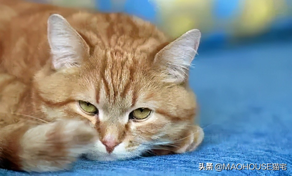 关于猫腹泻的8个治疗方案