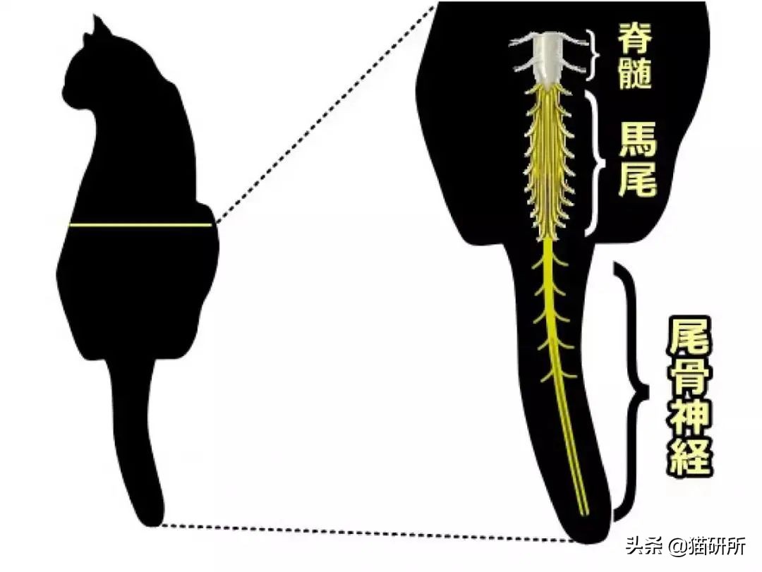 为什么一拍猫咪屁股，它就表现得很爽？