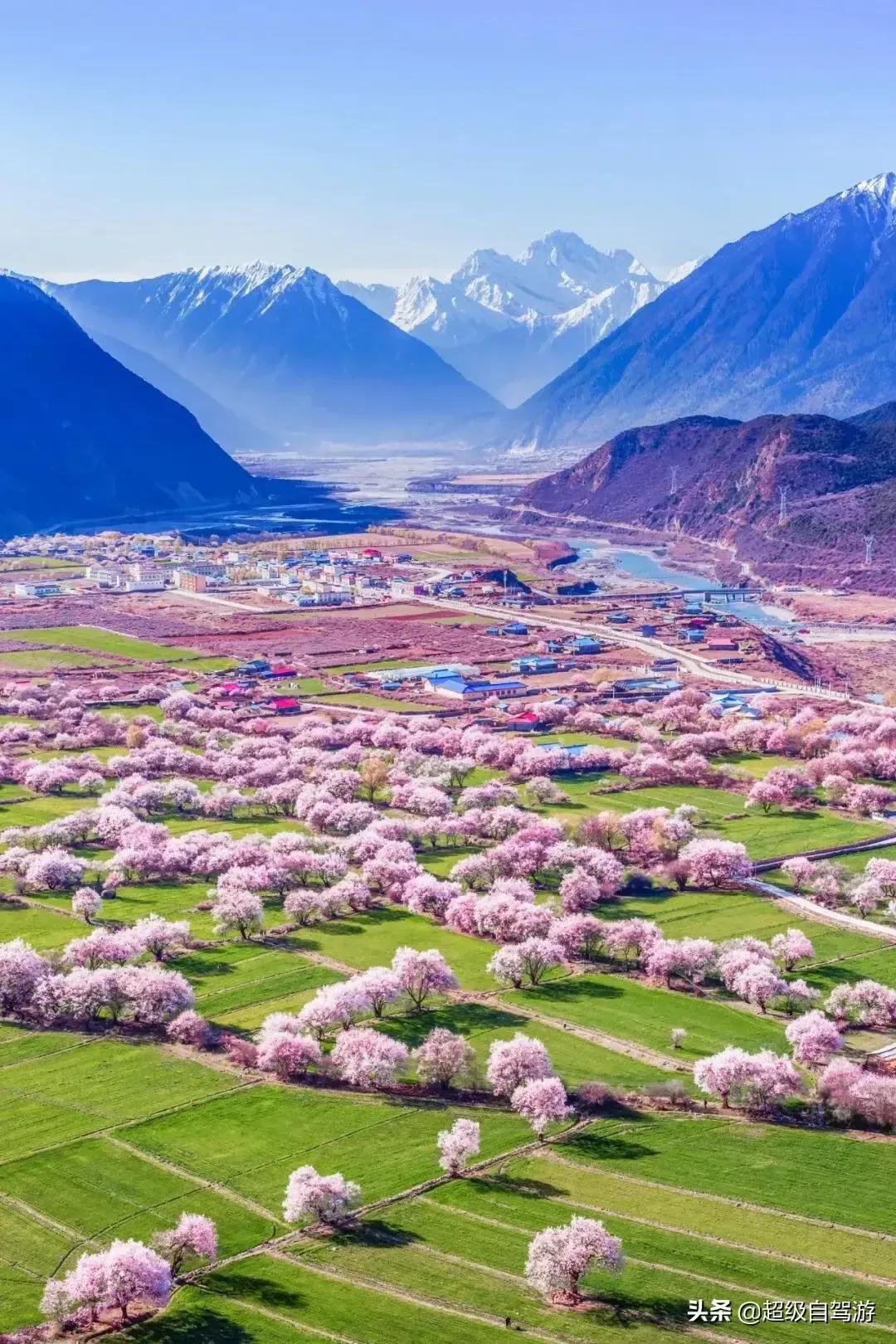 独赏桃花又一春•随笔
