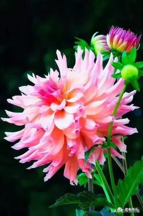 万花凋谢，秋菊傲霜（太美了！）